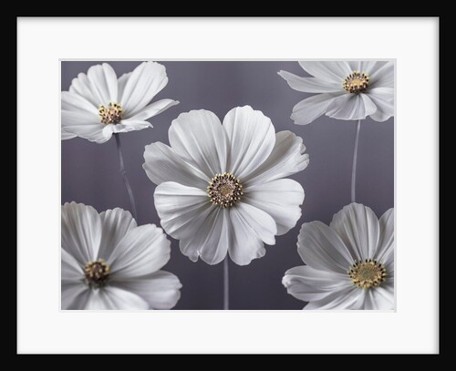 Cosmos flowers by Assaf Frank